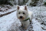 Un West Highland Doxie marchant sur une surface enneigée et portant un harnais