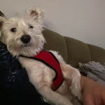 Un West Highland Doxie allongé dans les bras d'une personne et portant un harnais