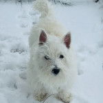 Un West Highland Doxie sur une surface enneigée 