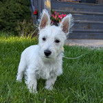 Un West Highland Doxie sur un terrain herbeux et qui est tenu en laisse