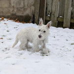 Un West Highland Doxie  marchant sur une surface enneigée 
