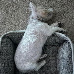 Un West Highland Doxie dormant dans un panier et portant un collier autour du cou