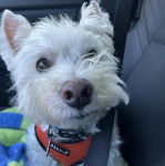 Un West Highland Doxie portant un harnais et regardant vers la caméra