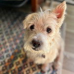 Un West Highland Doxie assis sur un tapis et regardant vers la caméra