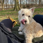 Un West Highland Doxie assis sur un coussin et se léchant les babines