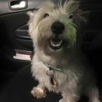 Un West Highland Doxie assis sur le siège d'une voiture portant un collier et ayant la gueule ouverte