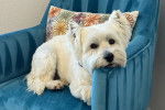 Un West Highland Doxie allongé dans un fauteuil et regardant vers la caméra