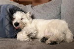 Un West Highland Doxie allongé sur un canapé et semblant dormir
