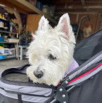 Un West Highland Doxie assis dans un sac