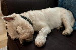 Un West Highland Doxie allongé dans un canapé et semblant dormir