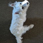 Un West Highland Doxie assis sur une moquette et regardant vers la caméra 