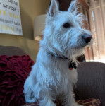 Un West Highland Doxie assis dans un canapé