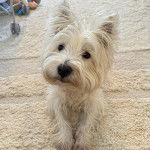 Un West Highland Doxie assis sur un tapis et regardant vers la caméra