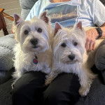 Deux West Highland Doxie allongés sur les cuisses d'une personne et regardant la caméra