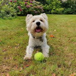 Un West Highland Doxie allongé sur un terrain herbeux portant un collier au cou et ayant la gueule o