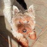 Un West Highland Doxie allongé au sol et regardant vers la caméra