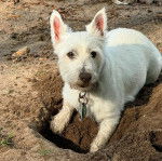 Un West Highland Doxie allongé sur une sableuse et regardant vers la caméra