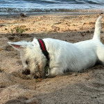 Un West Highland Doxie allongé sur une surface sableuse et portant une ceinture au cou