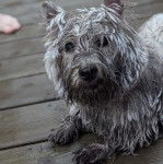 Un West Highland Doxie allongé sur un parquet et regardant vers la caméra