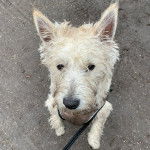 Un West Highland Doxie regardant vers la caméra et qui est tenu en laisse