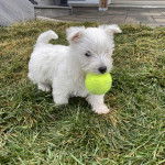 Un West Highland Doxie marchant sur un terrain herbeux et tenant une balle dans sa gueule