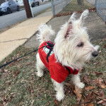 Un West Highland Doxie sur une surface sableuse et qui est tenu en laisse