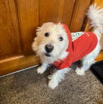 Un West Highland Doxie sur une moquette portant un pull-over et regardant vers la caméra