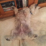 Un West Highland Doxie allongé de dos sur un tapis et semblant dormir