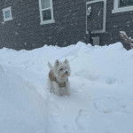 Un West Highland Doxie marchant sur une surface enneigée et portant un pull-over