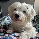 Un West Highland Doxie allongé sur un lit et regardant vers la caméra