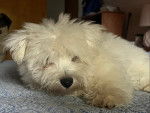 Un West Highland Doxie allongé sur un lit et semblant dormir