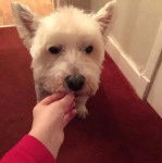 Un West Highland Doxie se faisant nourrir par une personne