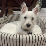 Un West Highland Doxie allongé dans un panier et regardant vers la caméra