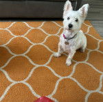 Un West Highland Doxie assis sur un tapis et portant un collier au cou