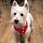 Un West Highland Doxie sur un parquet et portant un foulard au cou