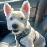 Un West Highland Doxie assis sur un canapé et portant un harnais