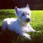 Un West Highland Doxie allongé sur un terrain herbeux 