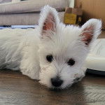 Un West Highland Doxie allongé sur un parquet et regardant vers la caméra