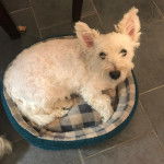 Un West Highland Doxie allongé dans un panier et regardant vers la caméra