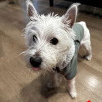 Un West Highland Doxie sur un parquet portant un manteau pour chien