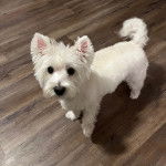 Un West Highland Doxie sur un parquet regardant vers la caméra