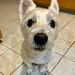 Un West Highland Doxie assis sur un sol carrelé et regardant vers la caméra