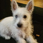 Un West Highland Doxie allongé dans un canapé et regardant vers la caméra