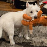 Un West Highland Doxie sur un tapis et ayant un tapis dans sa gueule