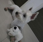 Un West Highland Doxie allongé sur un sol carrelé 