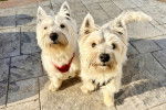 Deux West Highland Doxie assis sur un sol pavé portant chacun harnais et regardant vers la caméra