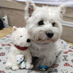 Un West Highland Doxie assis sur un lit pour chien