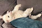 Un West Highland Doxie allongé de dos sur un canapé 