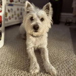 Un West Highland Doxie allongé sur une moquette et portant un collier autour du cou