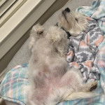 Un West Highland Doxie allongé sur le dos et portant un collier autour du cou